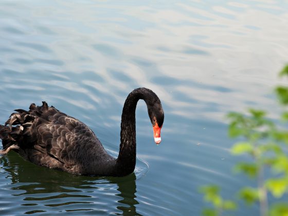 2025: A “bevy of Black Swans” waiting to happen – Week 49 2024